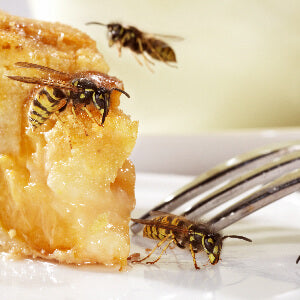 
Insektenvernichter